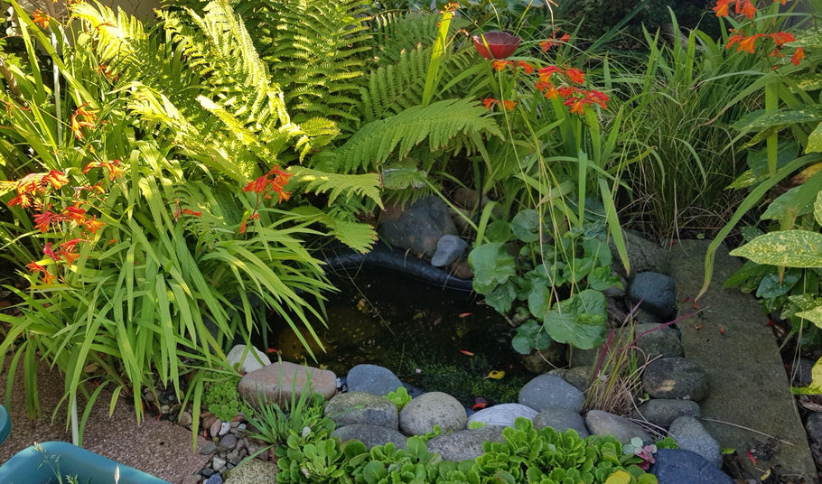 A Wildlife Pond In An Easy To Manage To Garden