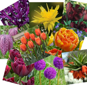 Red Kite Garden Design Bulb Collection Guide